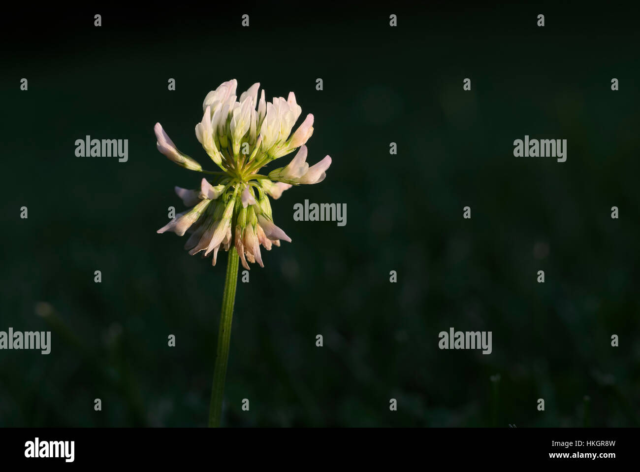 Fleur de trèfle blanc en tête pelouse Banque D'Images