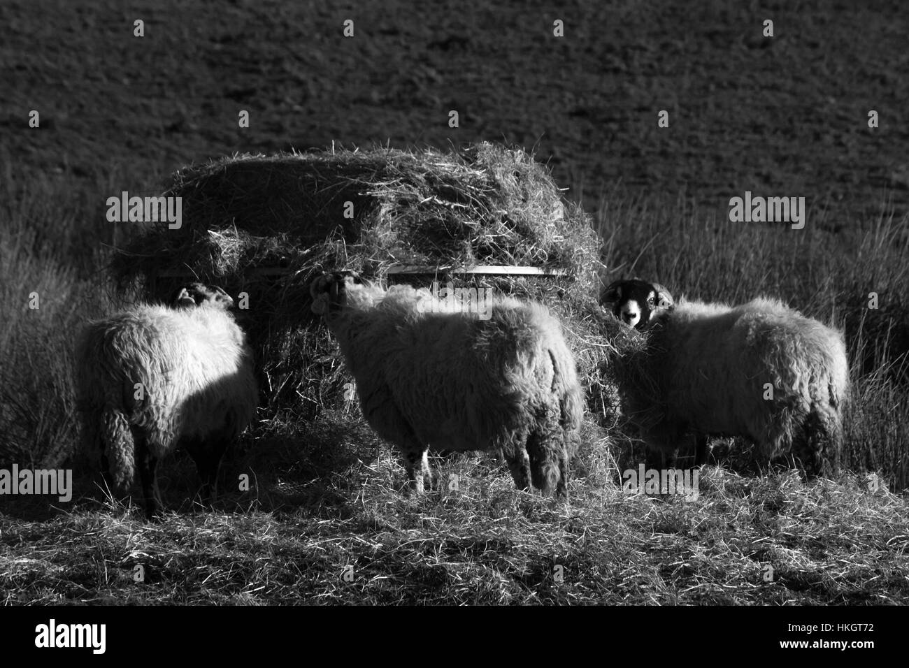 Swaledale Ewes en hiver Banque D'Images