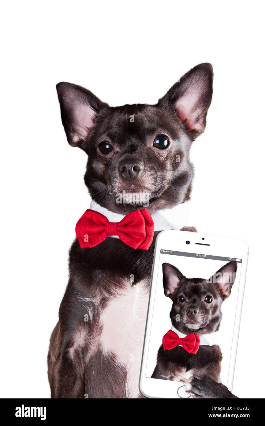 Chien faire selfie Banque D'Images