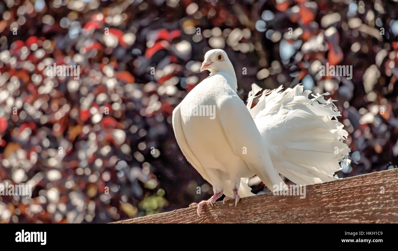 Un beau pigeon blanc Banque D'Images