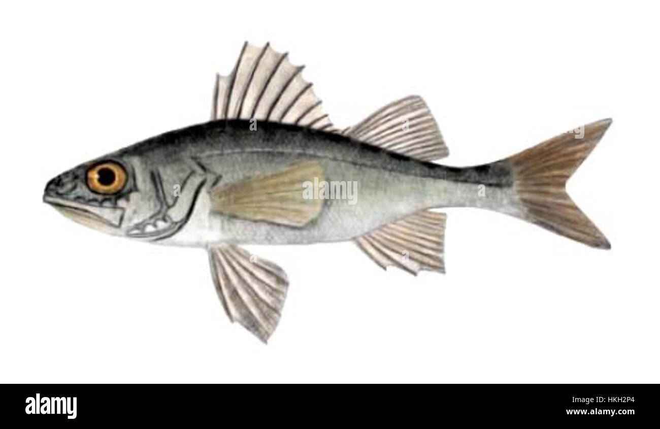 'Percarina demidoffii' est une illustration scientifique détaillée d'une espèce de poisson d'eau douce trouvée en Europe de l'est. L'œuvre met en évidence les caractéristiques uniques du poisson, en mettant l'accent sur sa structure anatomique. Banque D'Images