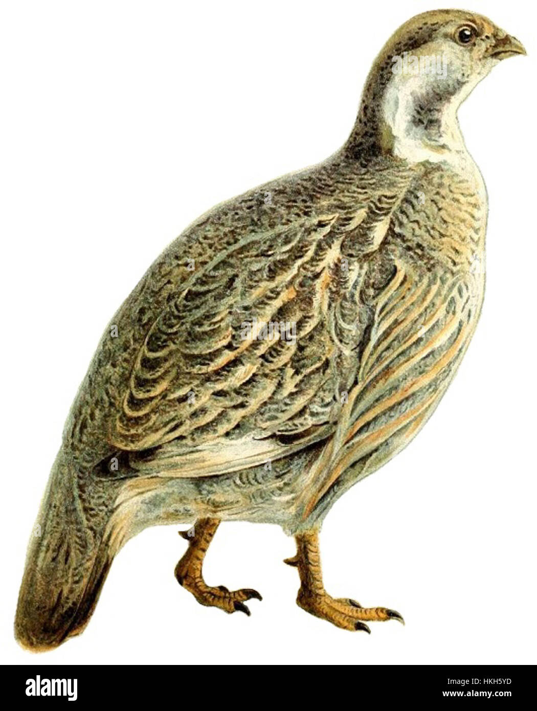 Le *Tetraogallus caucasicus*, également connu sous le nom de tétras du Caucase, est une espèce d'oiseau en voie de disparition originaire des régions montagneuses du Caucase. Cette image montre l'oiseau sur un fond blanc, soulignant ses caractéristiques distinctes. Banque D'Images