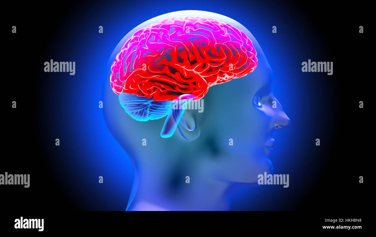 Anatomie du cerveau humain Banque de photographies et d’images à haute