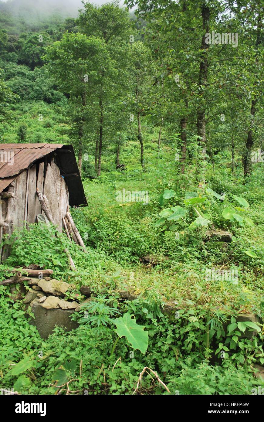 Dzukou Valley Nagaland au Nord Est de l'Inde Banque D'Images