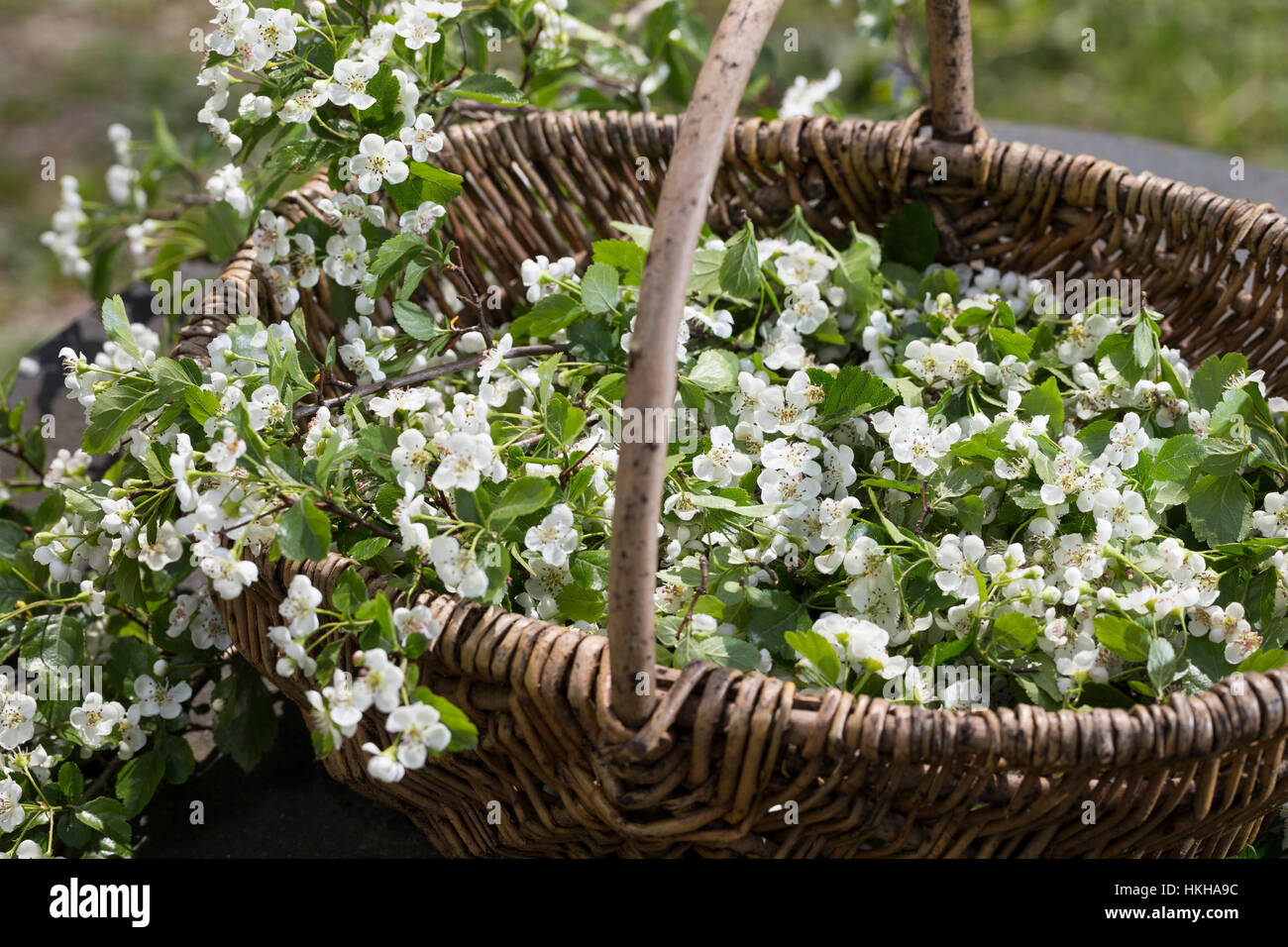 Weißdornblüten, Weißdorn-Blüten, Ernte, einem Korb, Weißdorn, Weissdorn, Weiß-Dorn, Weiss-Dorn, Crataegus spec., l'anglais, l'Aubépine Banque D'Images