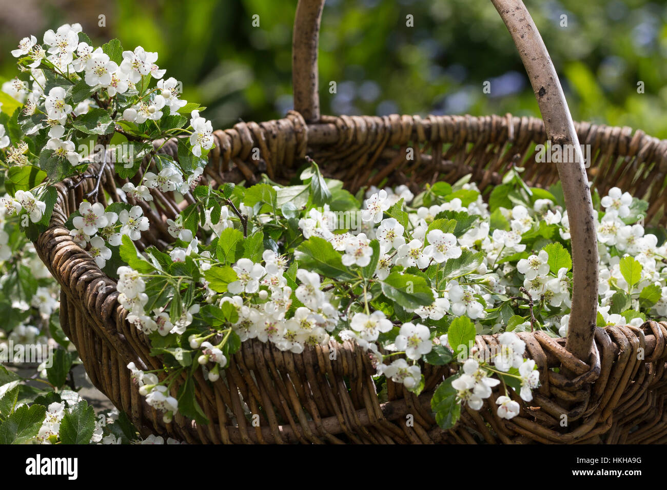Weißdornblüten, Weißdorn-Blüten, Ernte, einem Korb, Weißdorn, Weissdorn, Weiß-Dorn, Weiss-Dorn, Crataegus spec., l'anglais, l'Aubépine Banque D'Images