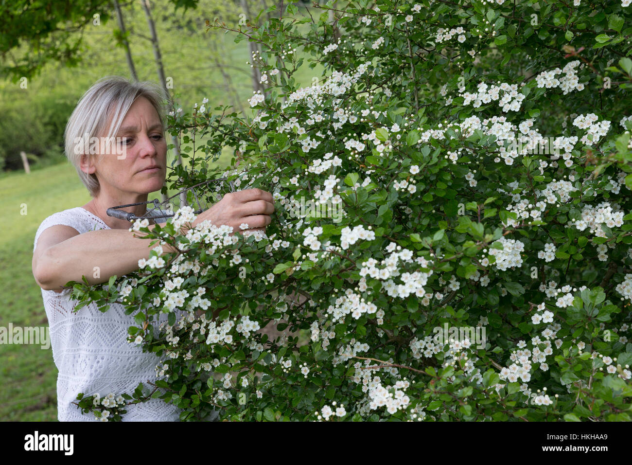 Weißdornblüten-Ernte, Blüten von Weißdorn sammeln, ernten, pfücken, Weißdorn-Eingriffliger Weißdorn, Blüten, Weissdorn, Weiß-Weiss-Dorn Crataeg, Dorn, Banque D'Images