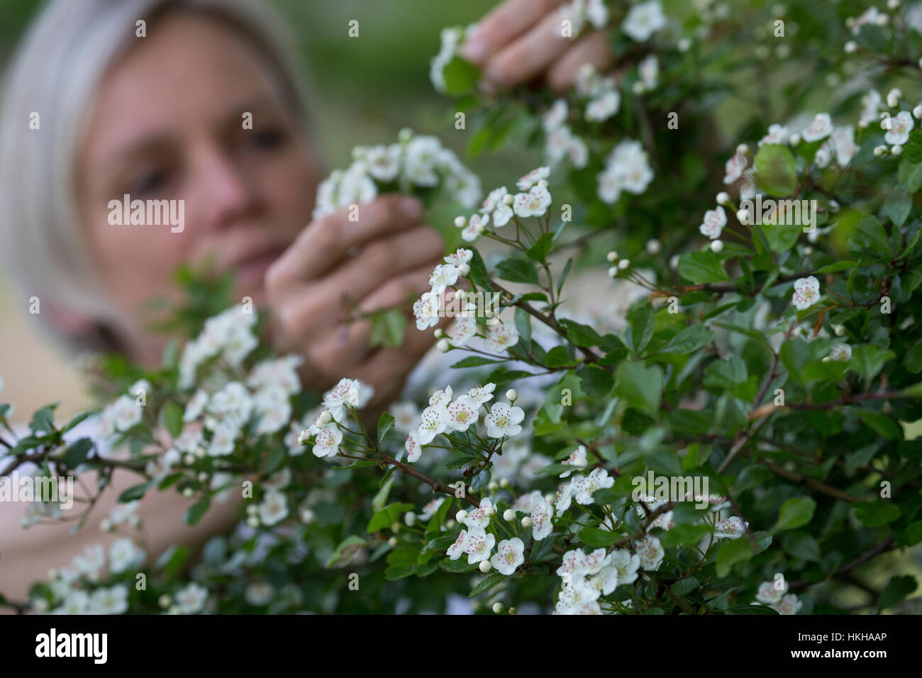 Weißdornblüten-Ernte, Blüten von Weißdorn sammeln, ernten, pfücken, Weißdorn-Eingriffliger Weißdorn, Blüten, Weissdorn, Weiß-Weiss-Dorn Crataeg, Dorn, Banque D'Images