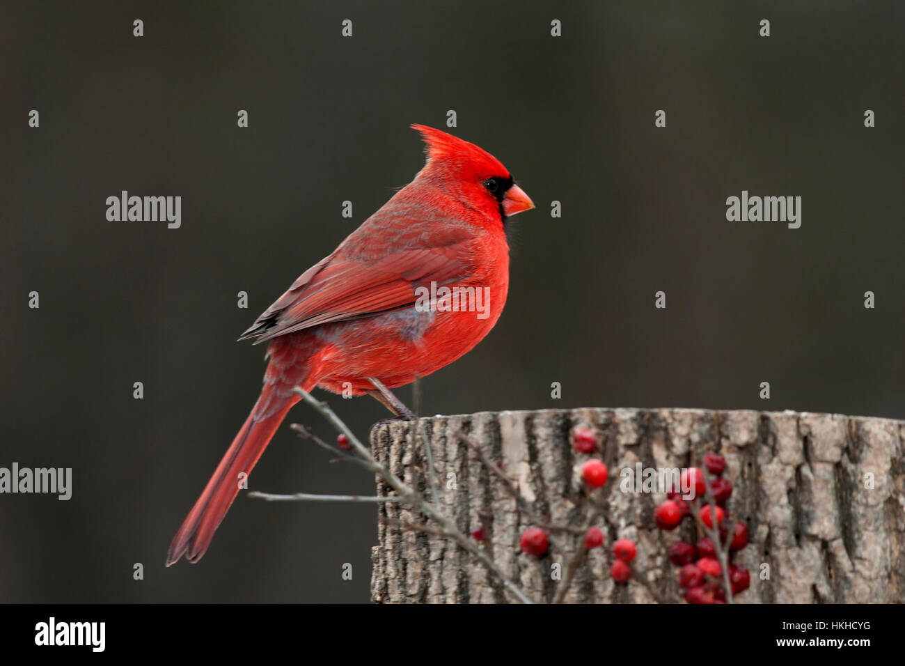 Le cardinal mâle est perché sur moignon avec winterberry Banque D'Images