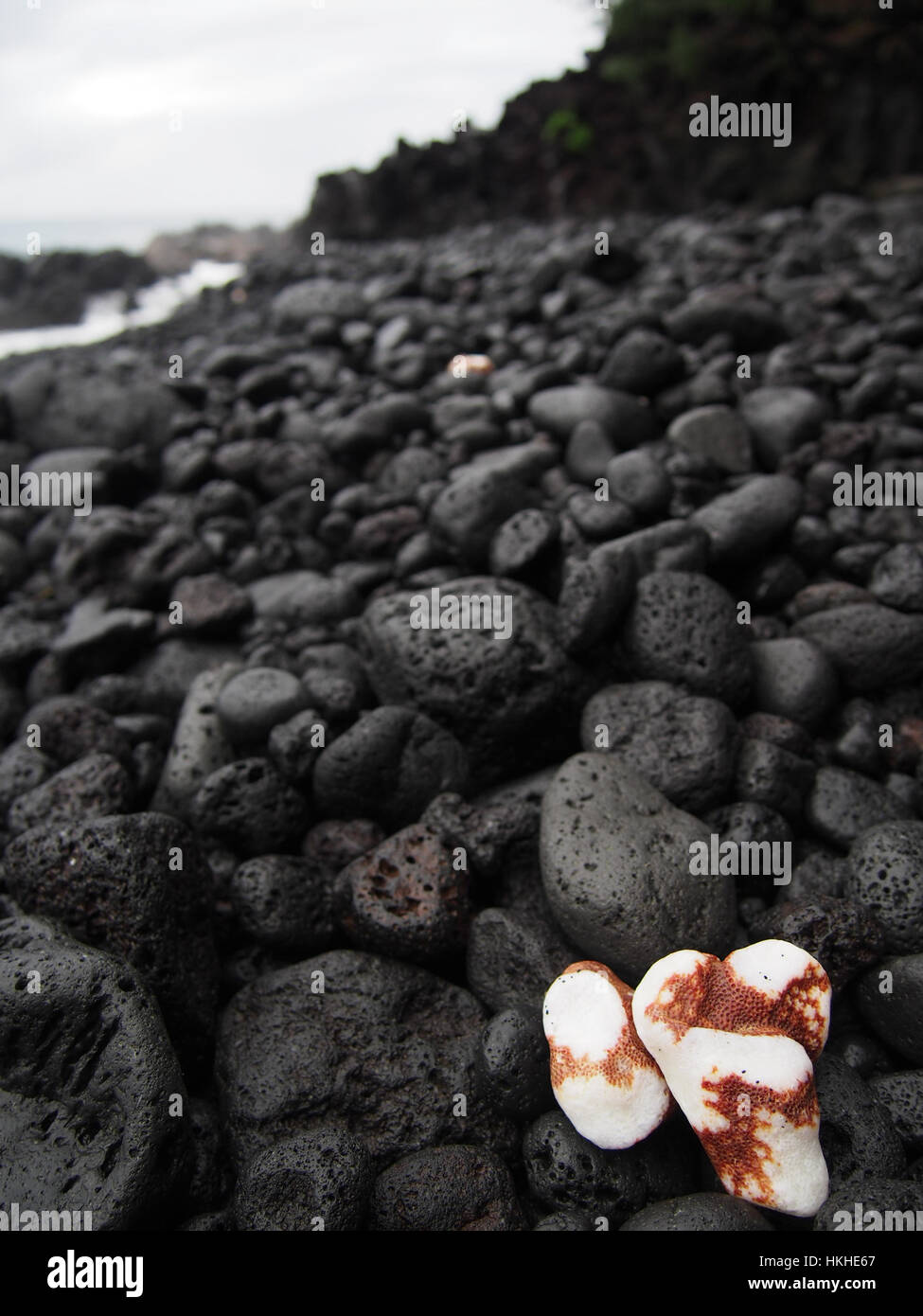 Deux morceaux de corail blanc qui ont été lissées par l'océan contraste avec la pierre de lave noire de cette plage à Hawaii. Banque D'Images