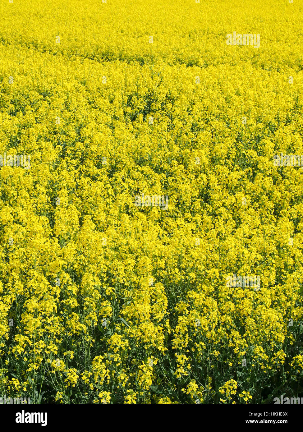 Un champ de fleurs jaune vif dans la campagne française. Les fleurs — free download