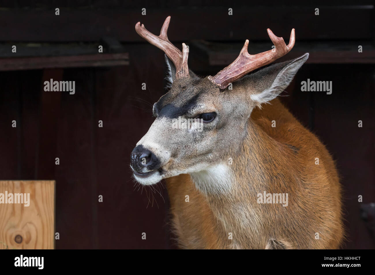 Guadeloupe les cerfs à queue noire (Odocoileus hemionus sitkensis) à l'Alaska Wildlife Conservation Center, le centre-sud de l'Alaska Banque D'Images