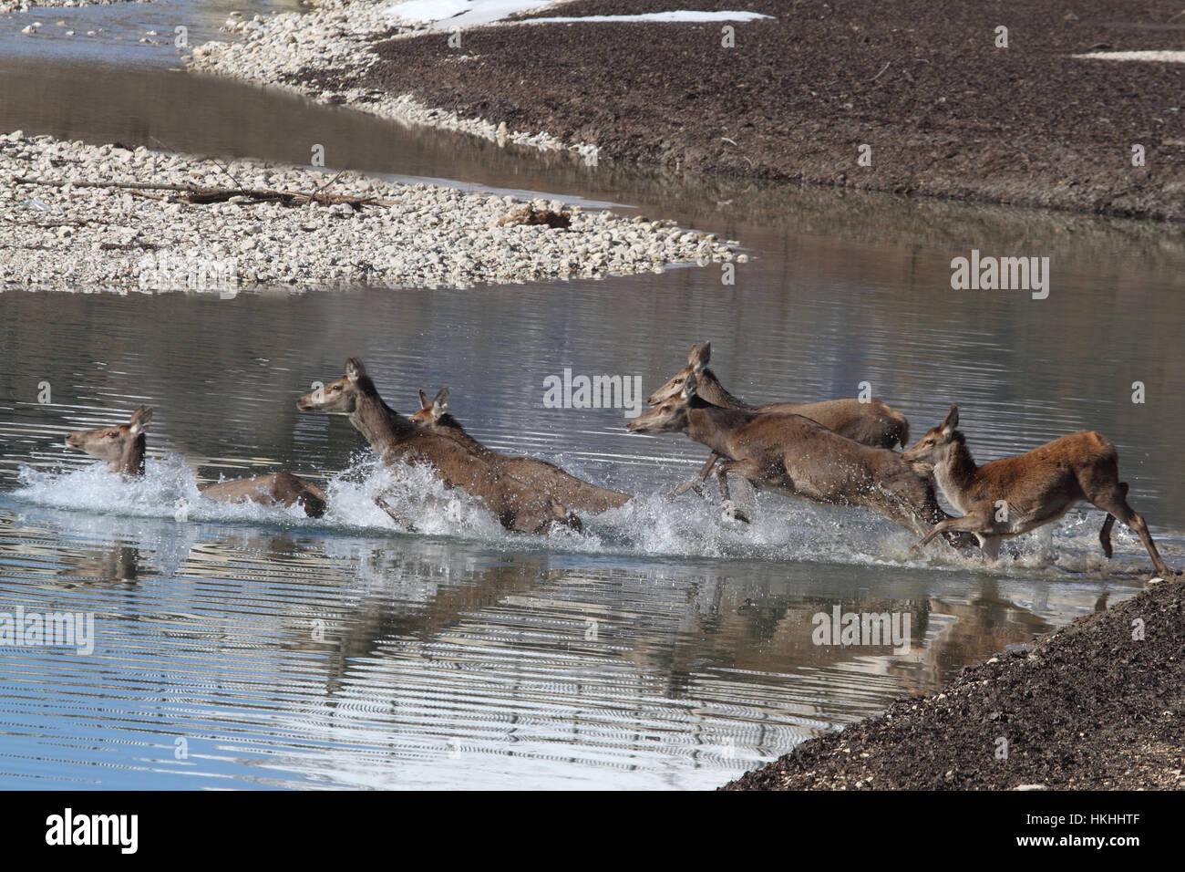 Un grupo di cervi attraversa il lago di Barrea ghiacciato Banque D'Images