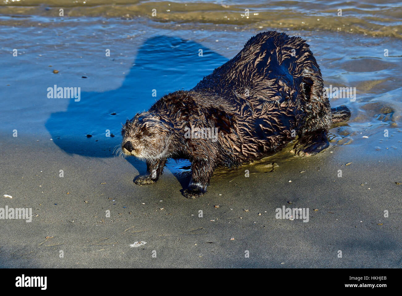 Loutre marine Banque de photographies et d’images à haute résolution
