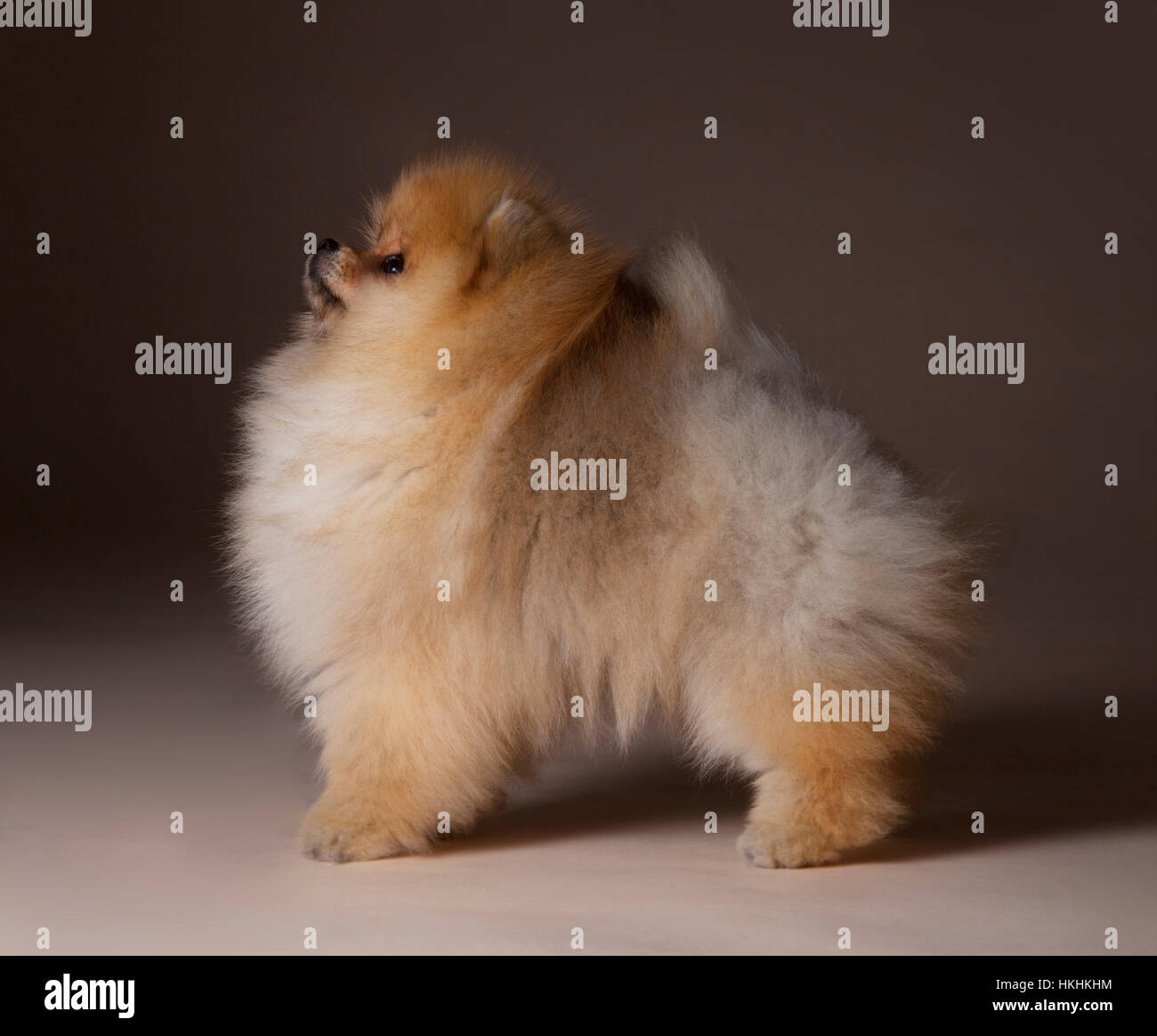 Chien Pomeranian Portrait en studio avec fond brun Banque D'Images