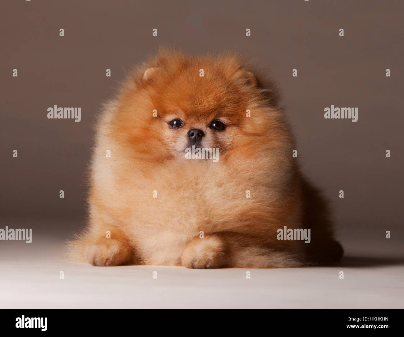 Chien Pomeranian Portrait en studio avec fond brun Banque D'Images