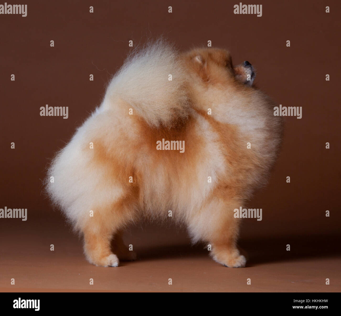 Chien Pomeranian Portrait en studio avec fond brun Banque D'Images