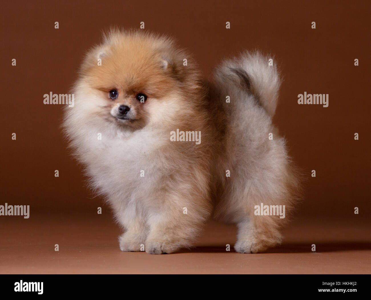 Chien Pomeranian Portrait en studio avec fond brun Banque D'Images