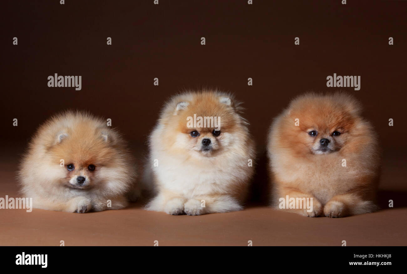 Chien Pomeranian Portrait en studio avec fond brun Banque D'Images
