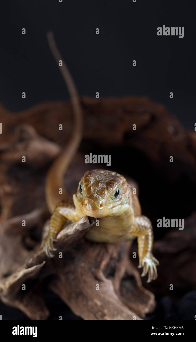 Reptile Iguana portrait en studio avec fond sombre Banque D'Images