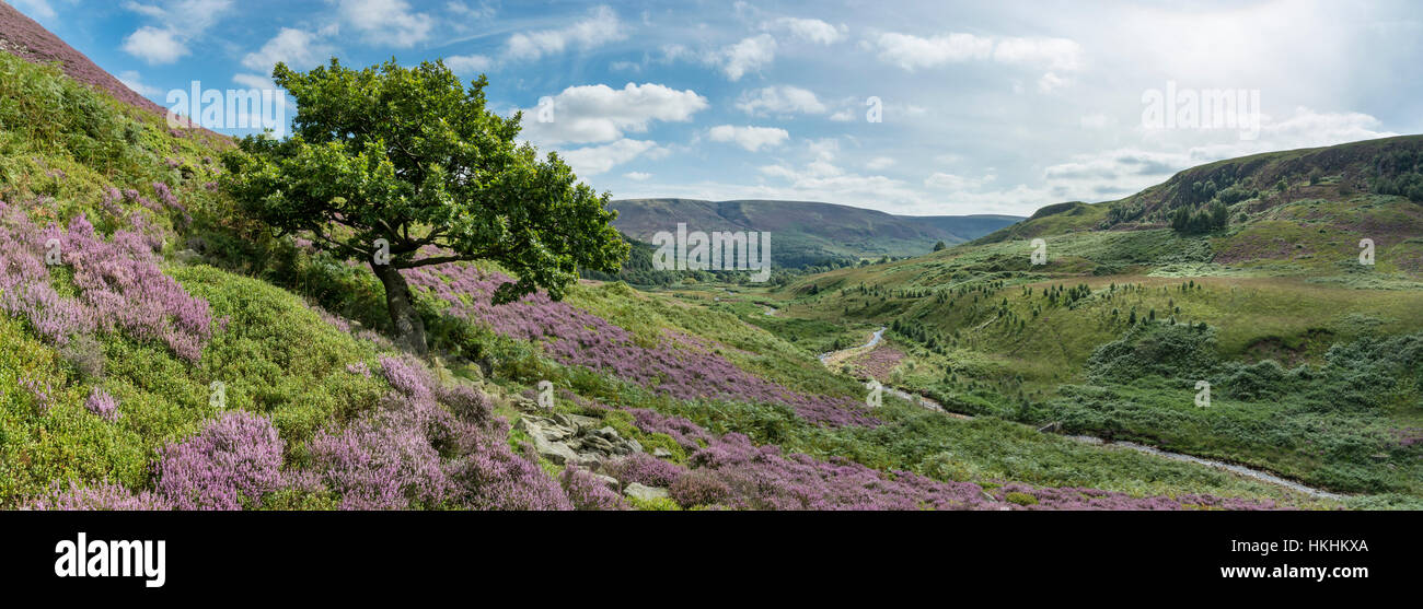 L'été au Crowden en Amérique du Derbyshire. Purple Heather fleurs autour des roches dans ce paysage accidenté et spectaculaire. Banque D'Images