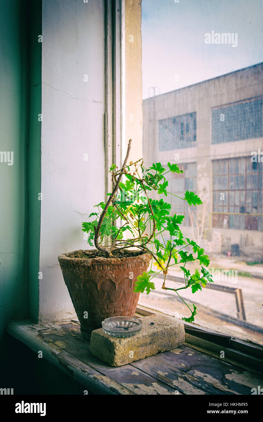 Seule fleur dans un pot en argile sur la fenêtre. Un survivant dans un bâtiment abandonné Banque D'Images