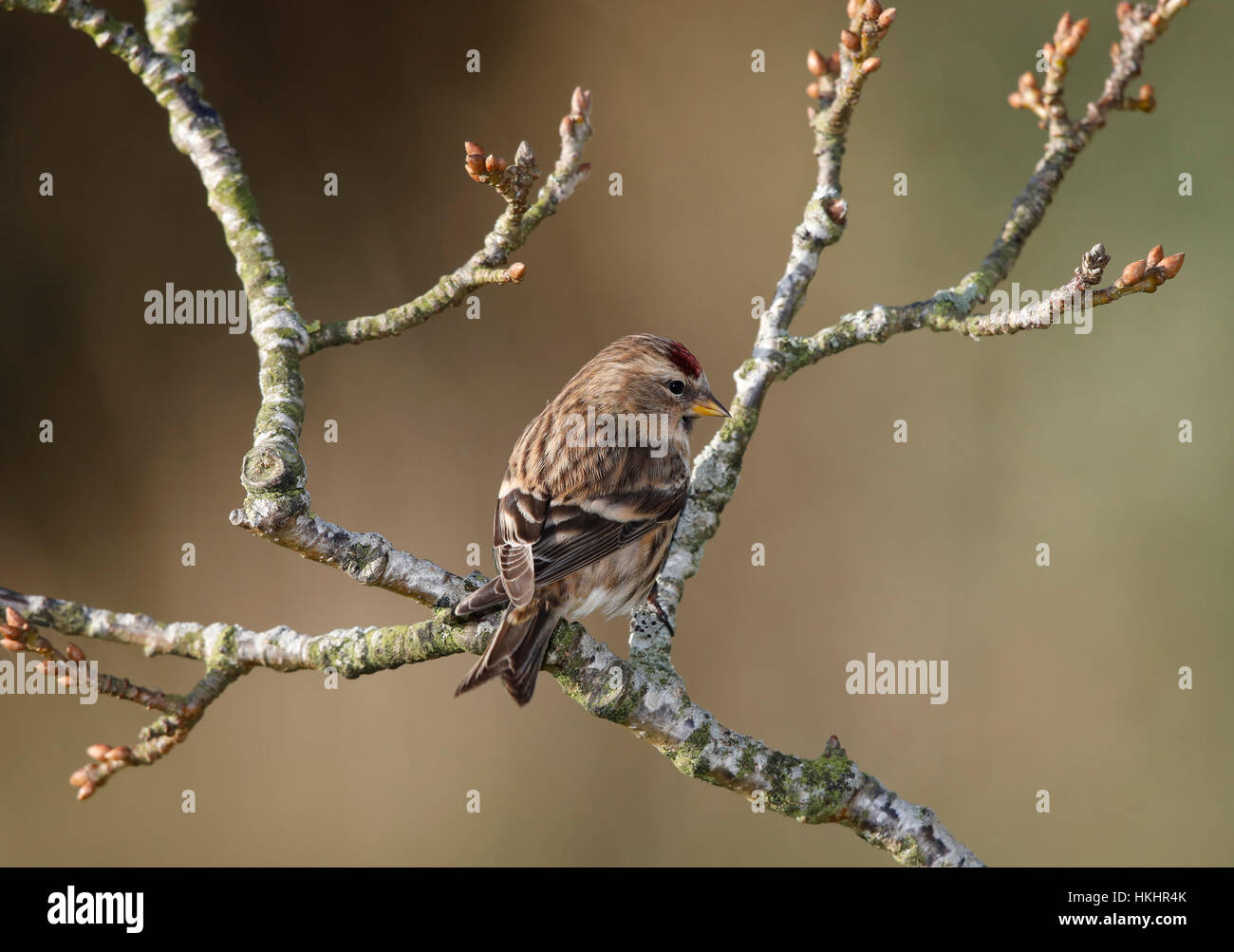 Sizerin flammé Carduelis flammea' dans 'uk Banque D'Images