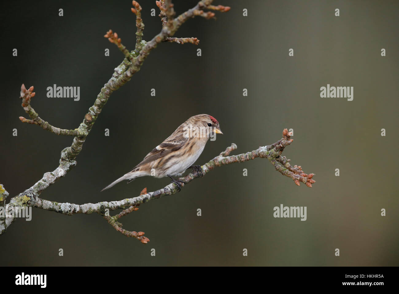 Sizerin flammé Carduelis flammea' dans 'uk Banque D'Images