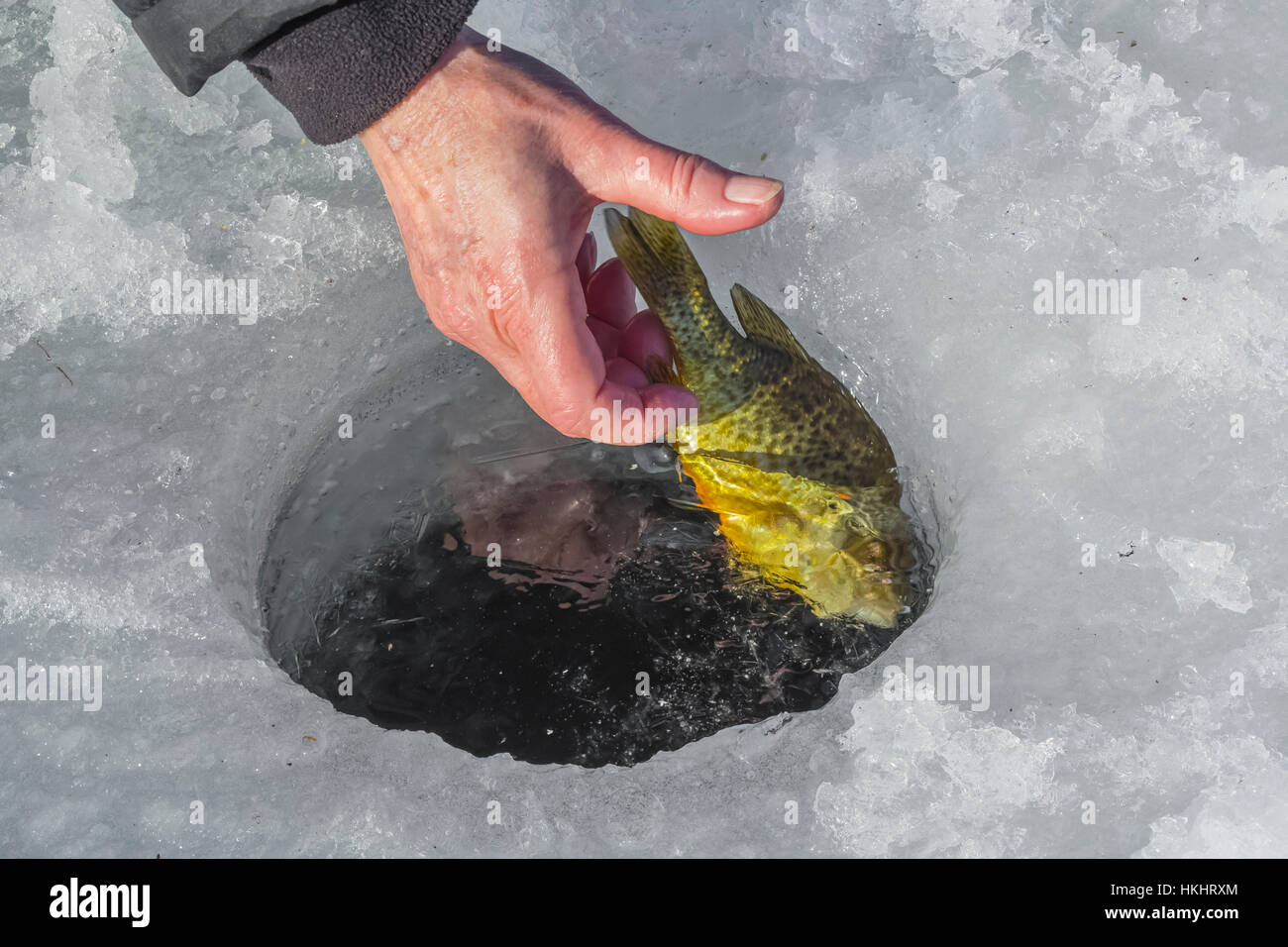 Le crapet-soleil, Lepomis gibbosus, détectée lors de la pêche sur glace au lac des nuages, les lacs, Stanwood, Michigan, USA Banque D'Images