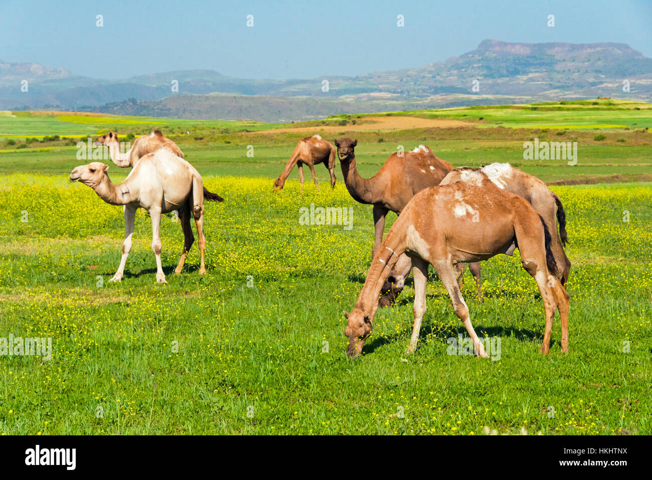 chameaux-afrique-banque-de-photographies-et-d-images-haute-r-solution