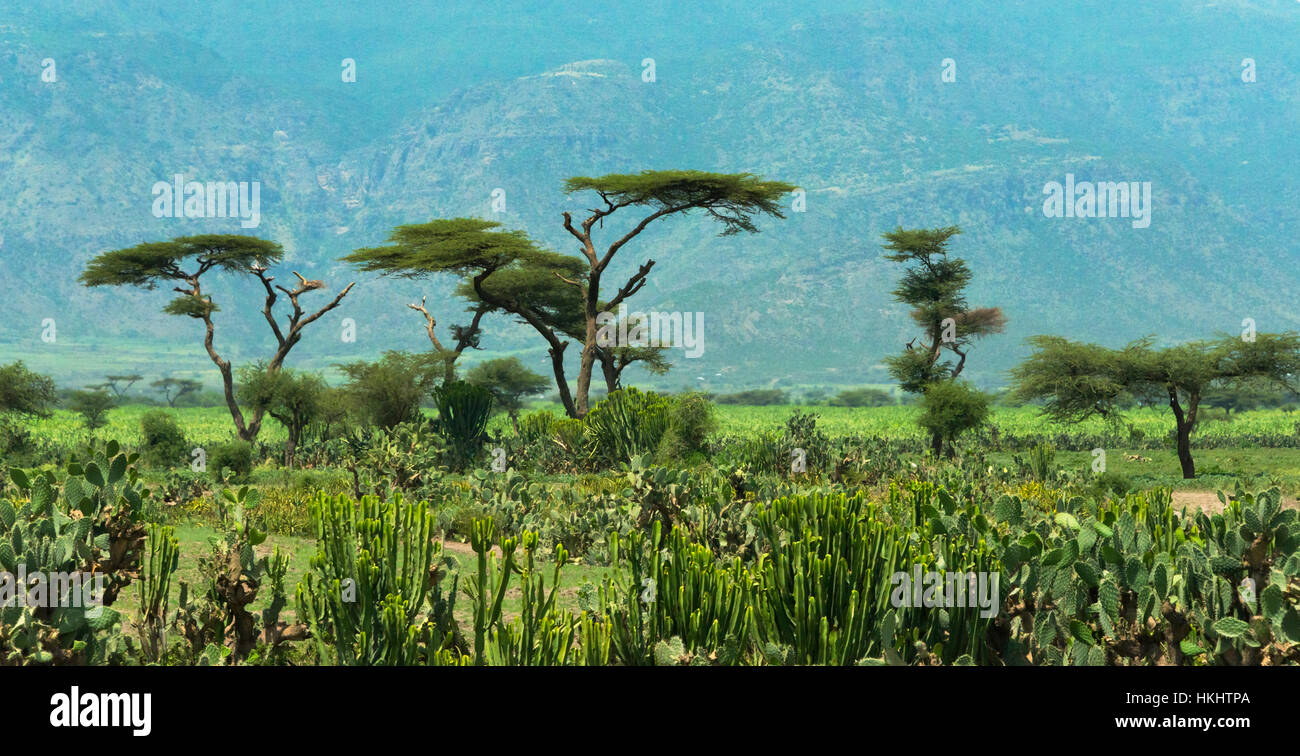 Acacia arbres dans la montagne, Mekele, Ethiopie Banque D'Images
