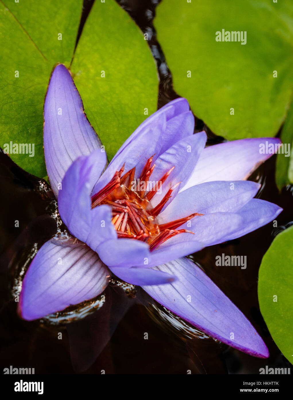 LOTUS BLEU LAVANDE Banque D'Images