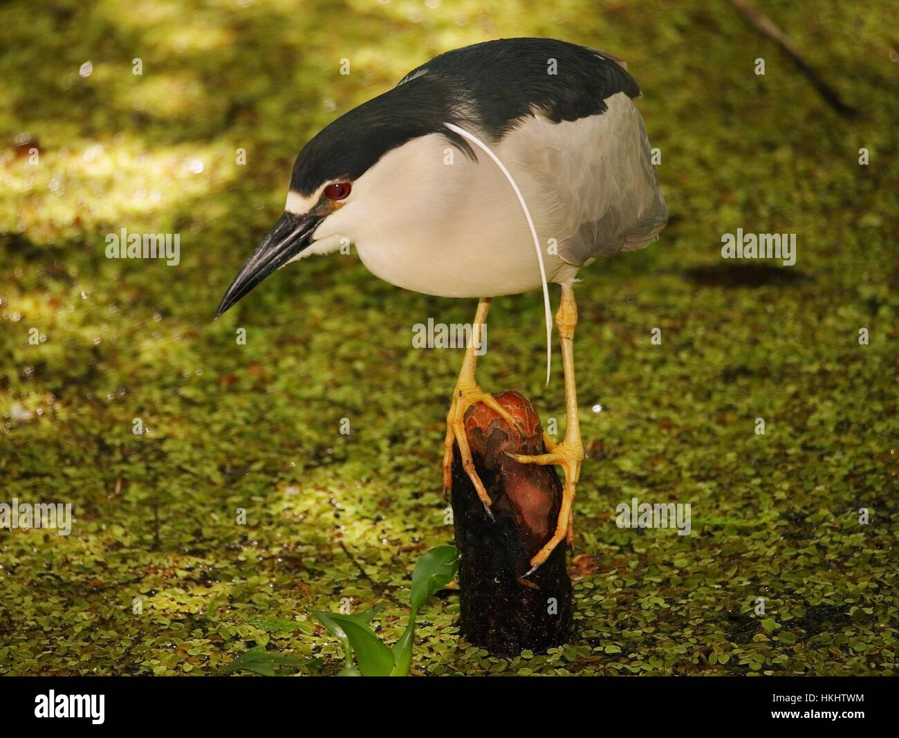 Black Crown Night Heron sur genou Cypress Banque D'Images
