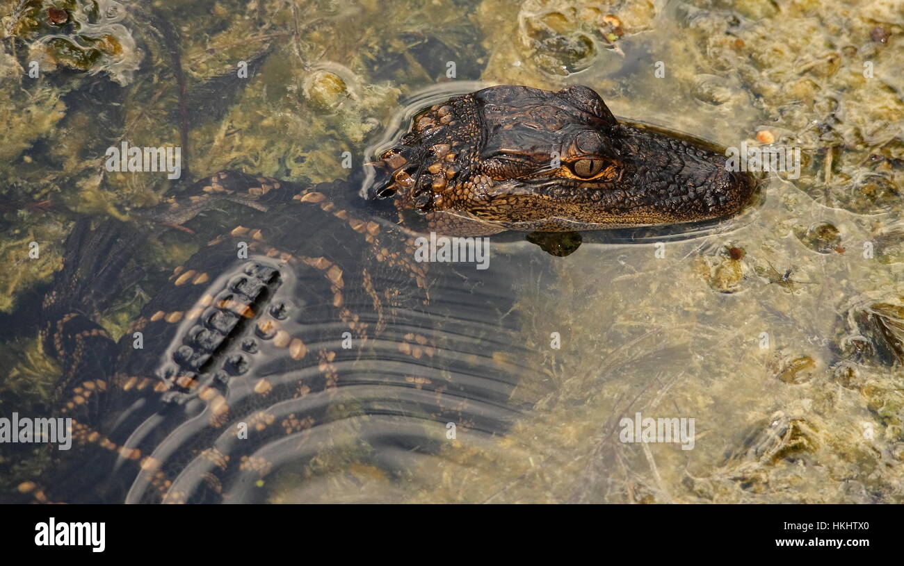 Dans l'eau alligator bébé Banque D'Images