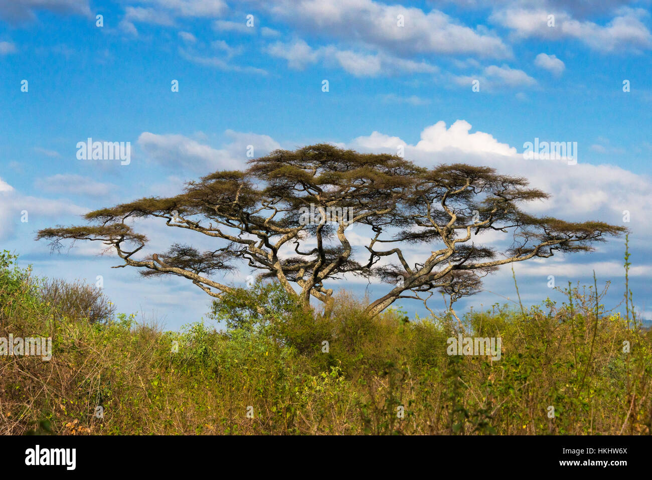 Acacia dans Abijatta-Shalla Parc national des lacs, de l'Éthiopie Banque D'Images