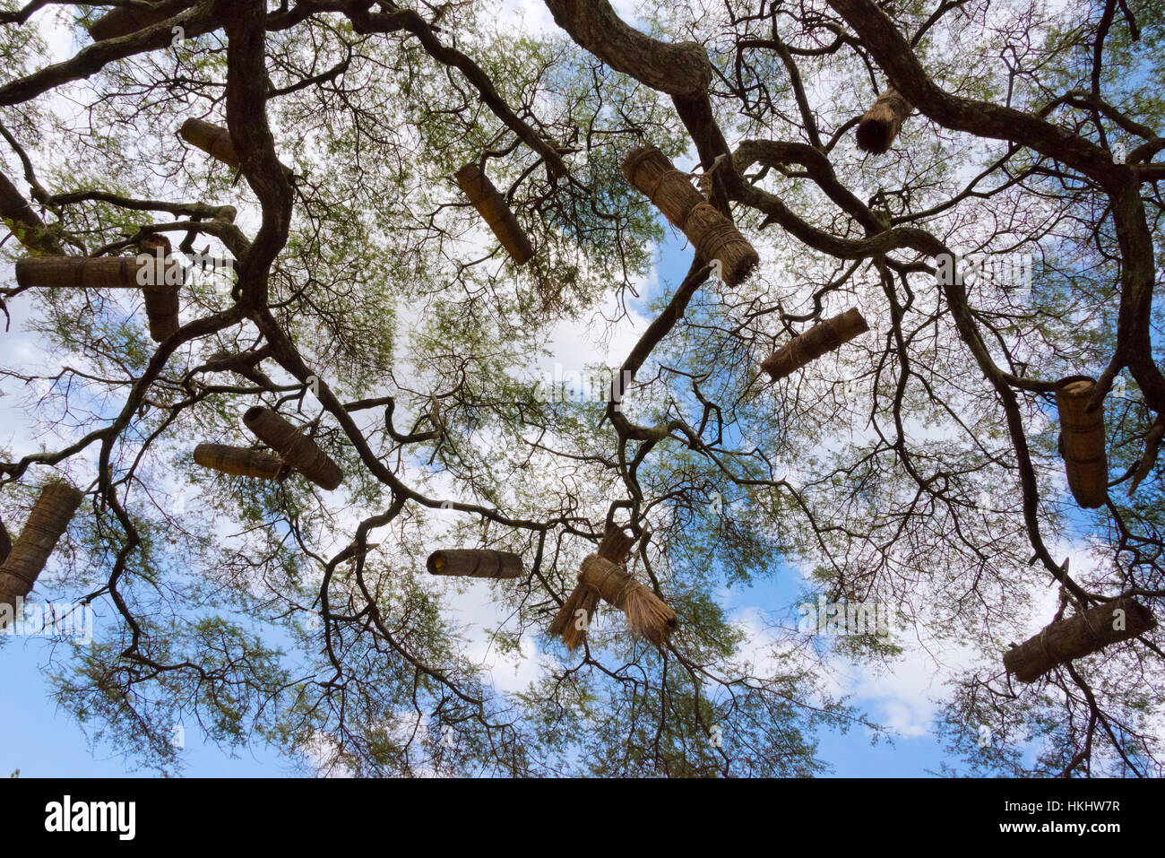 Des ruches sur l'acacia tree, Arba Minch, région des Nations, Nationalités et Peuples de la région, l'Ethiopie' Banque D'Images