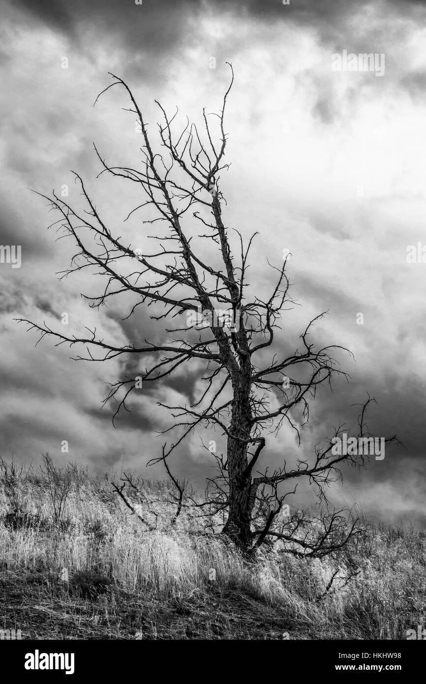 L'Ouest tués par le feu, Juniper Juniperus occidentalis, peint dans les collines, John Day Fossil jumeaux National Monument, Oregon, USA Banque D'Images