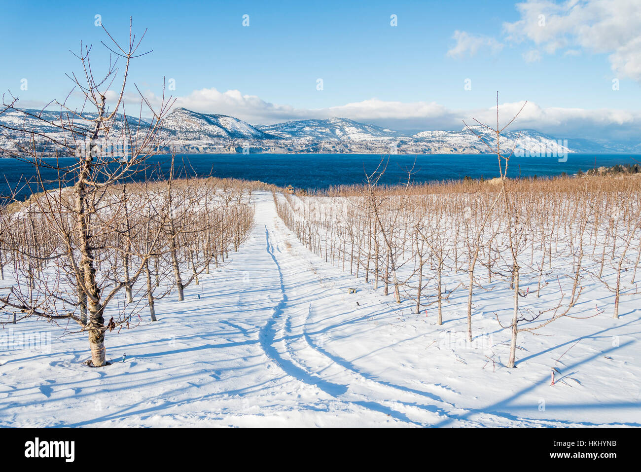 Verger, Naramata Bench, British Columbia, Canada. Banque D'Images