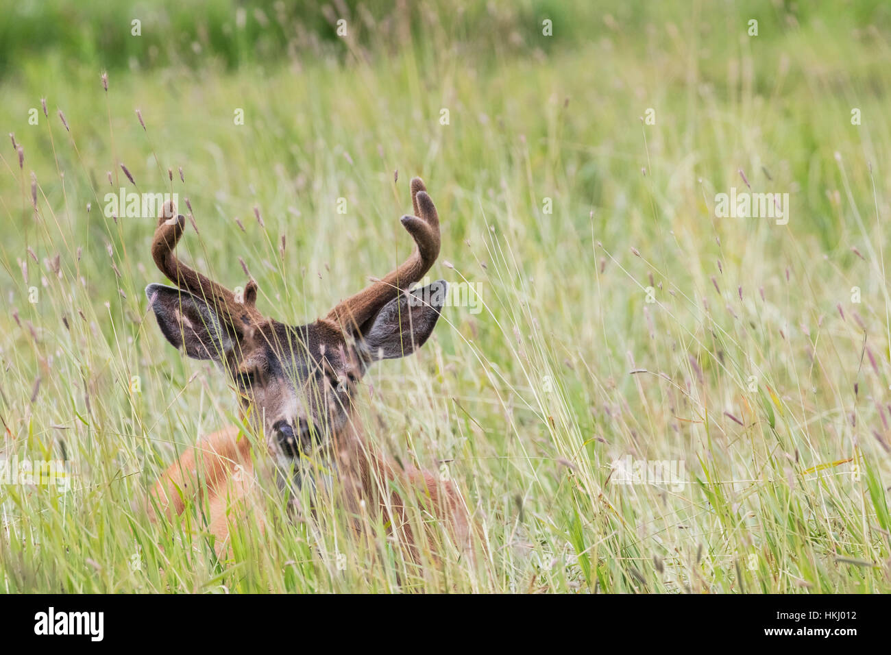 Guadeloupe les cerfs à queue noire (Odocoileus hemionus sitkensis) mâle avec bois en velours, Alaska Wildlife Conservation Center, le centre-sud de l'Alaska Banque D'Images