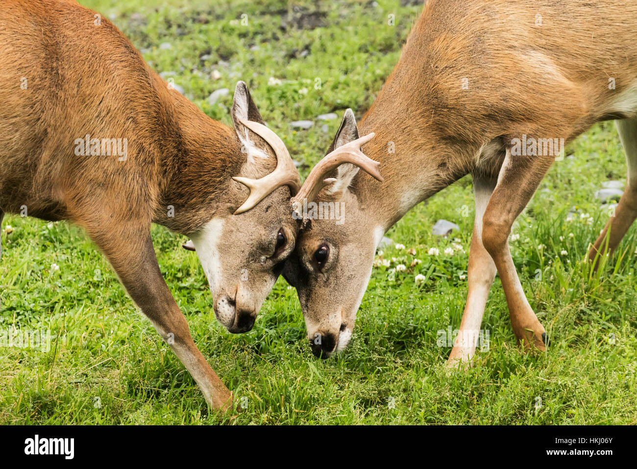 Guadeloupe les cerfs à queue noire (Odocoileus hemionus sitkensis), captifs à l'Alaska Wildlife Conservation Center, Portage, AK, États-Unis Banque D'Images