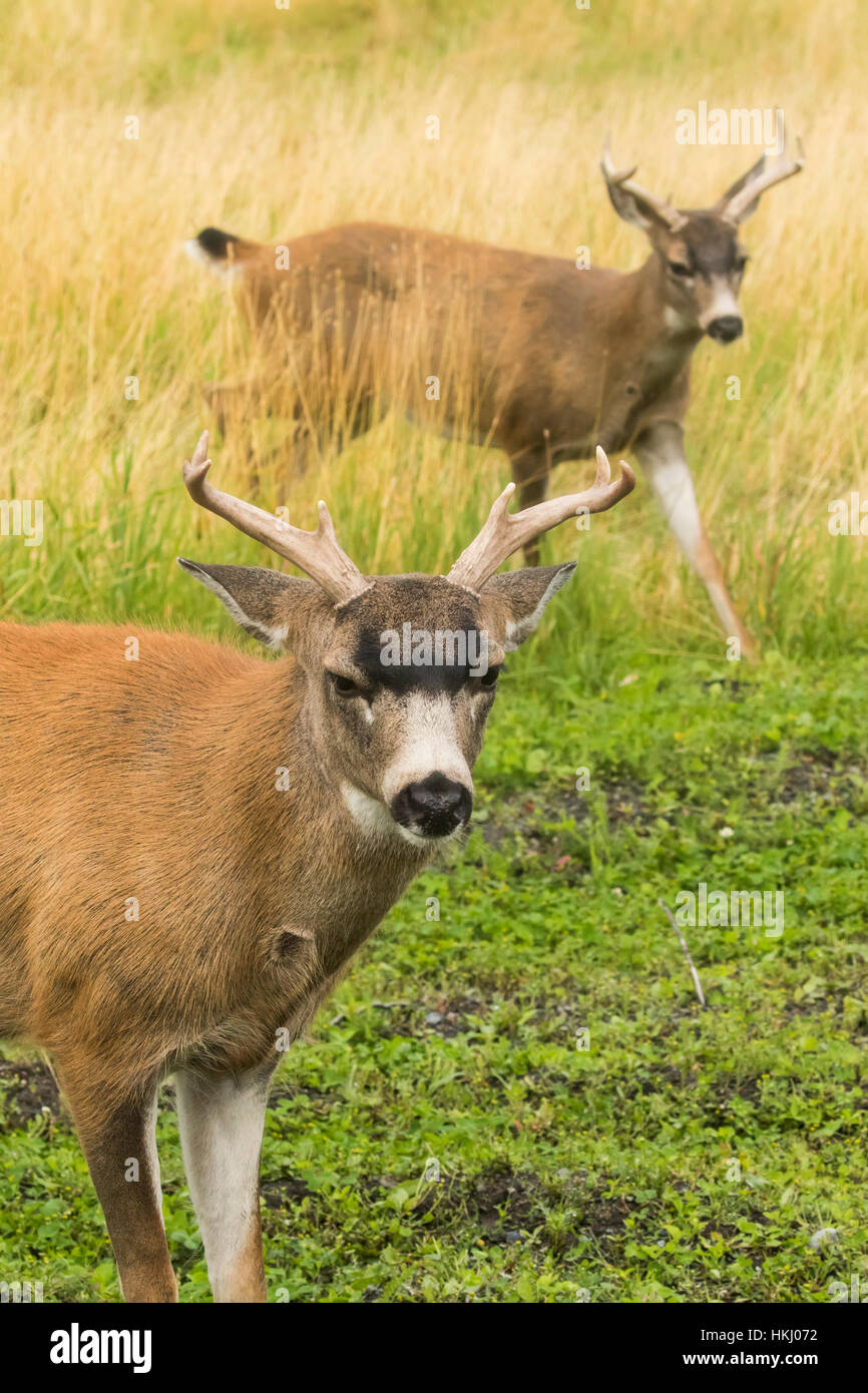 Guadeloupe les cerfs à queue noire (Odocoileus hemionus sitkensis), captifs à l'Alaska Wildlife Conservation Center, Portage, AK, États-Unis Banque D'Images