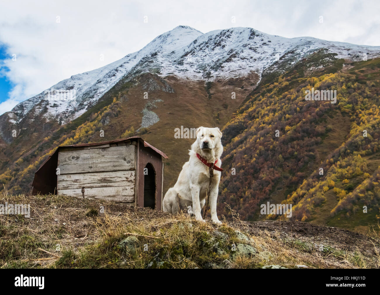 Georgian Shepherd Dog par son chien maison ; Ushguli, Samegrelo-Zemo Svaneti, Géorgie Banque D'Images Georgian Shepherd Dog par son chien maison ; Ushguli, Samegrelo-Zemo Svaneti, Géorgie Banque D'Images