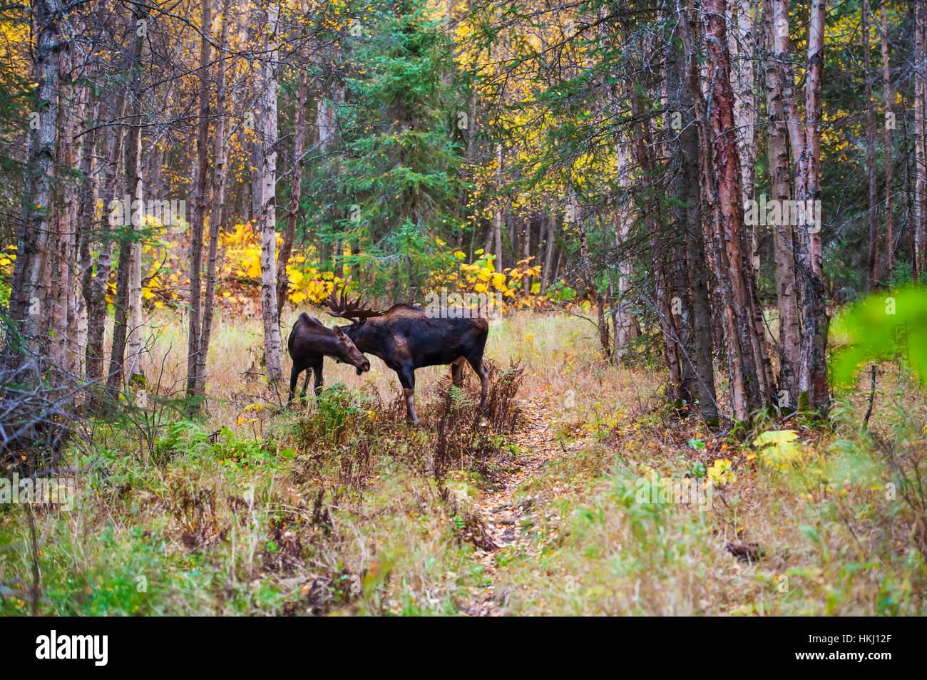 Le gros orignal de taureau (Alces Alces) connu sous le nom de 'hook' qui se déplace dans la zone du parc de Kincade à Anchorage est vu pendant la rut d'automne avec un autre orignal I... Banque D'Images