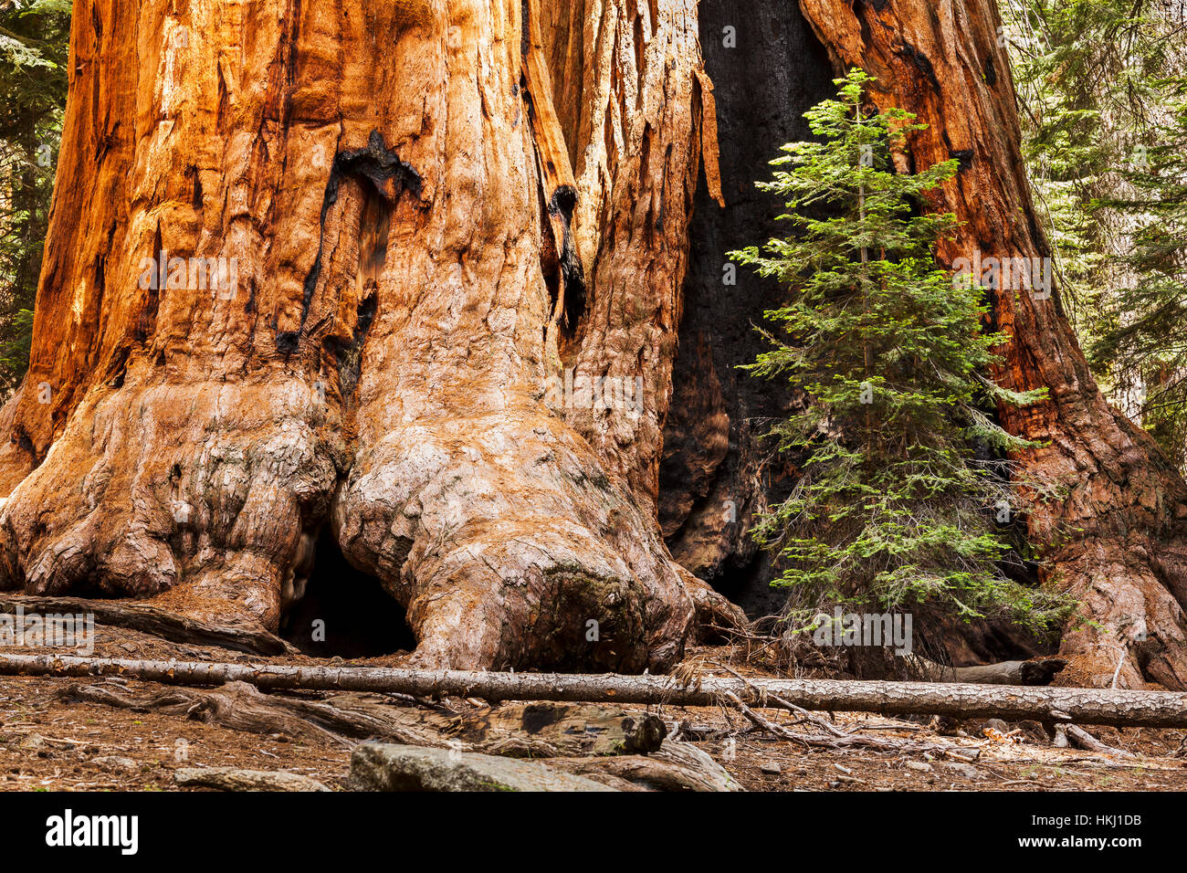 Arbre séquoia géant, Sequoia National Park, Californie, États-Unis d'Amérique Banque D'Images
