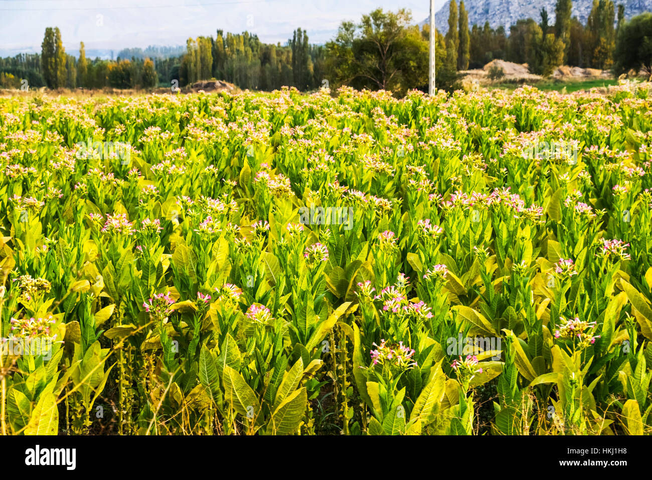 La floraison des champs de tabac ; Bastam, à l'ouest de l'Azerbaïdjan, l'Iran Banque D'Images