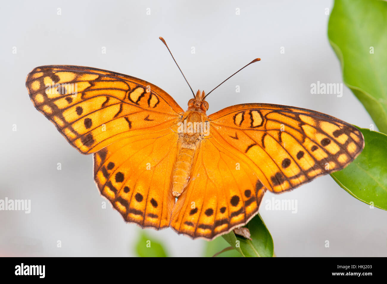 Variegated Fritillary Butterfly (Euptoieta claudia) sur le Panama Banque D'Images