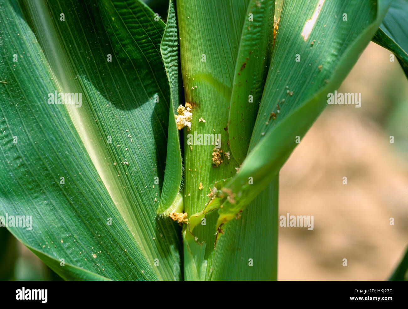 Agriculture - les déjections d'une pyrale du maïs sur une tige de maïs / Midwest USA. Banque D'Images