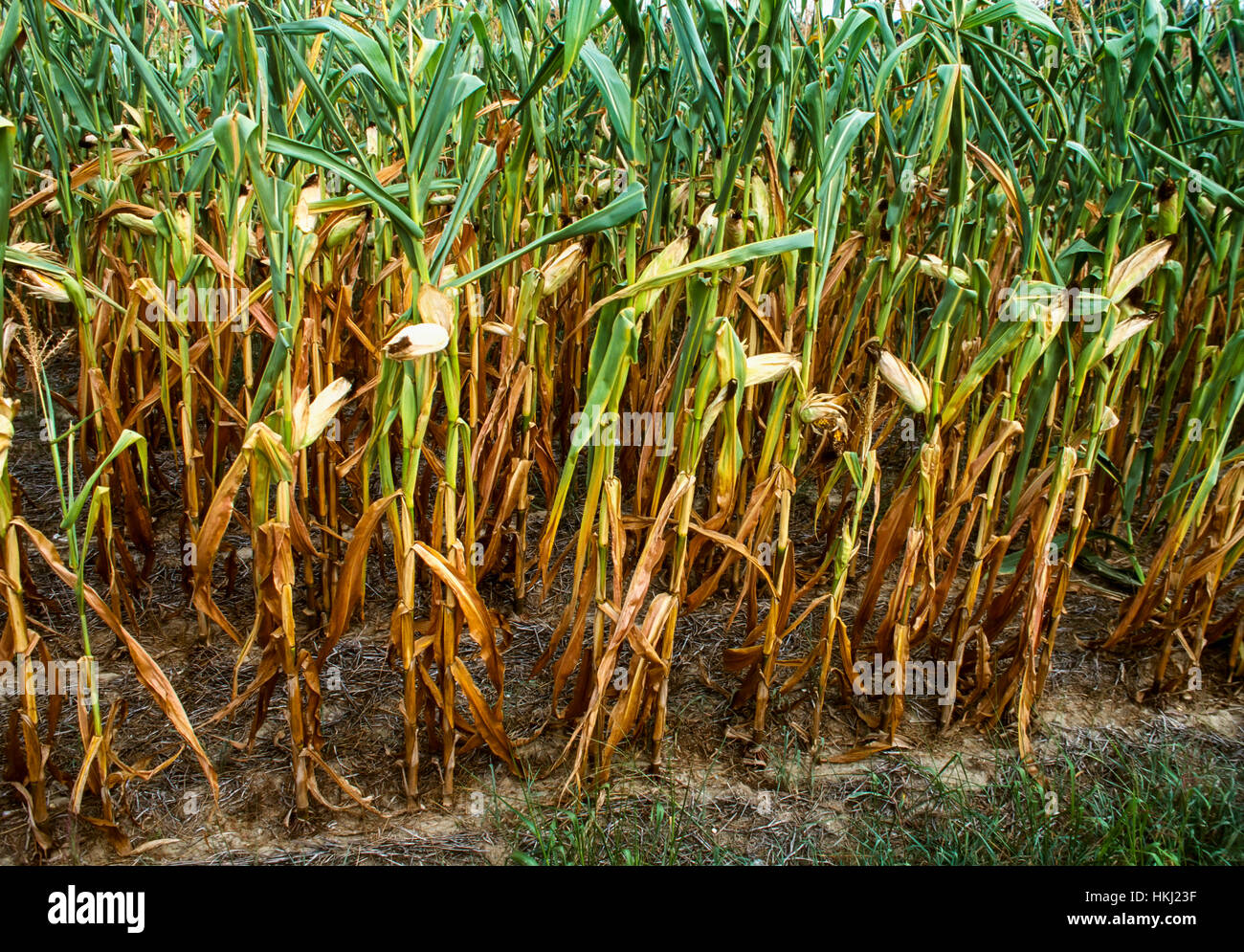 Agriculture - Weda d'un peuplement d'affligés et de mourir au milieu du maïs-grain de croissance causé par les conditions de sécheresse excessive / Greenwood, Delaware, Etats-Unis. Banque D'Images