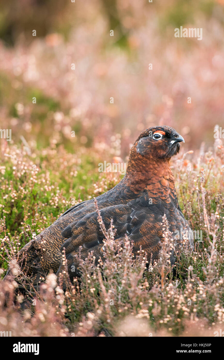 Lagopède des saules (Lagopus lagopus scotica) dans l'habitat naturel, des landes, le Parc National de Cairngorms, Highlands, Scotland Banque D'Images