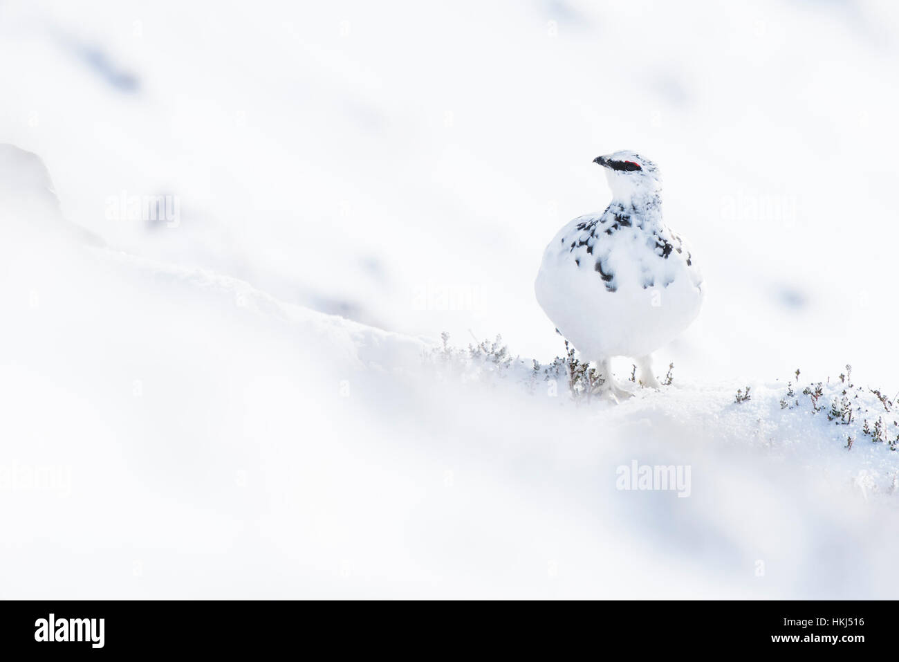 Le lagopède alpin (Lagopus muta) dans la neige, le Parc National de Cairngorms, Highlands, Ecosse, Royaume-Uni Banque D'Images